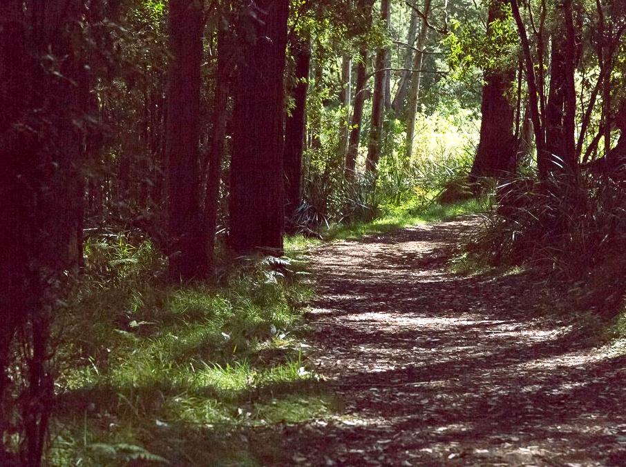 Hiking adventures in the picturesque Dandenong Ranges