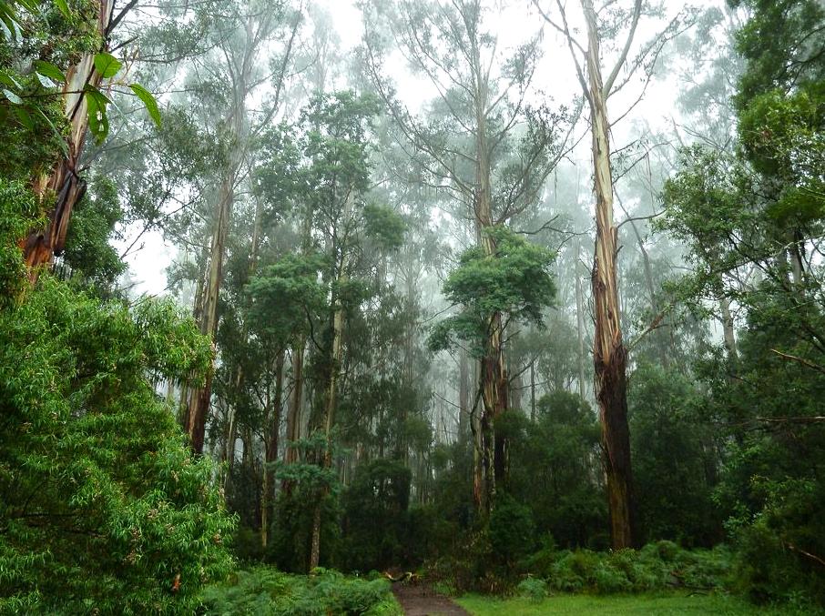 Journey into the beautiful Dandenong Ranges through hiking