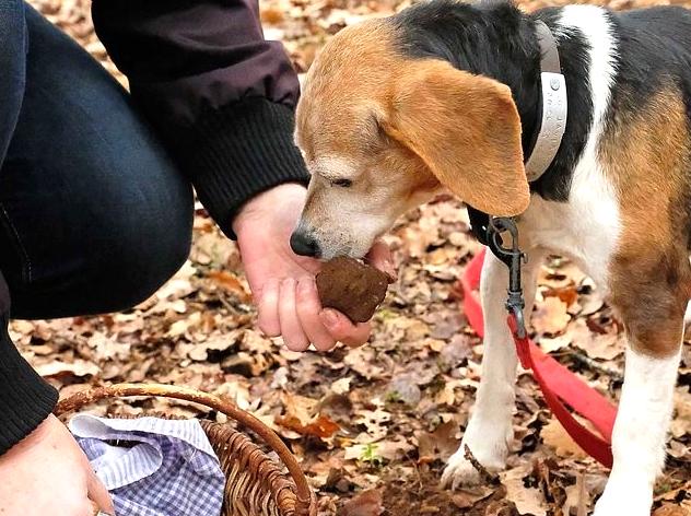 Explore the world of truffles on a guided hunting expedition.