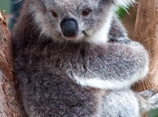 Journey into the native wildlife of Healesville Sanctuary: Exploring natural habitats.